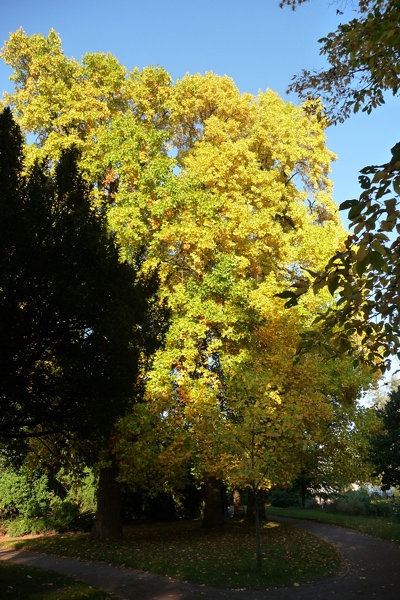 Tulip Tree